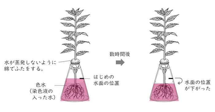 植物のつくりとはたらき Ict教材eboard イーボード