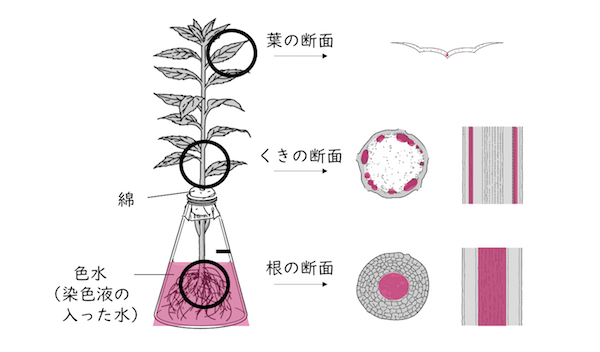 植物のつくりとはたらき Ict教材eboard イーボード 植物のつくりとはたらき Ict教材eboard イーボード