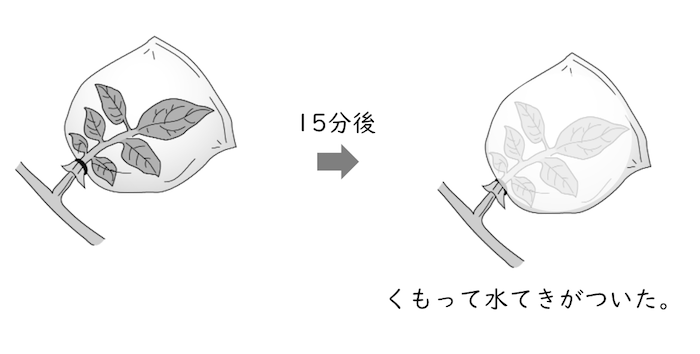 植物のつくりとはたらき Ict教材eboard イーボード