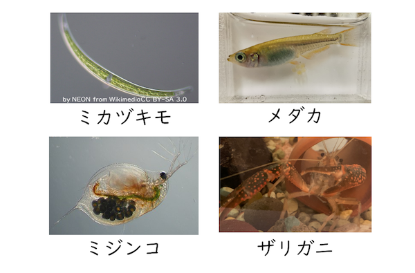 生物のくらしと環境 Ict教材eboard イーボード