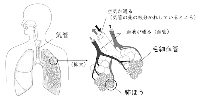 動物の体のつくりとはたらき Ict教材eboard イーボード