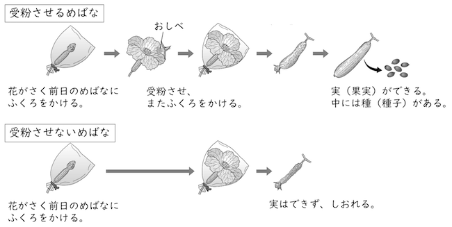 最も人気のある ヘチマ 受粉 3026 ヘチマ 受粉 やり方