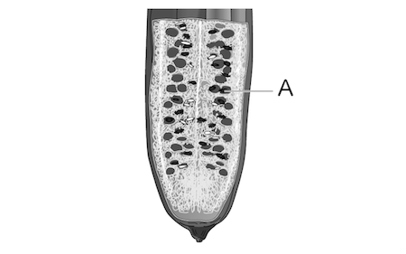 植物の実や種子のでき方 Ict教材eboard イーボード