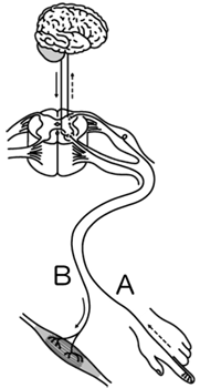 骨格 筋肉 神経 Ict教材eboard イーボード