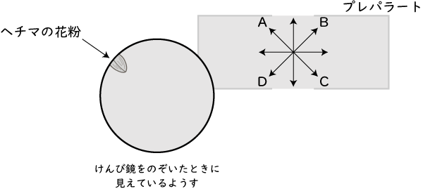 植物の実や種子のでき方 Ict教材eboard イーボード