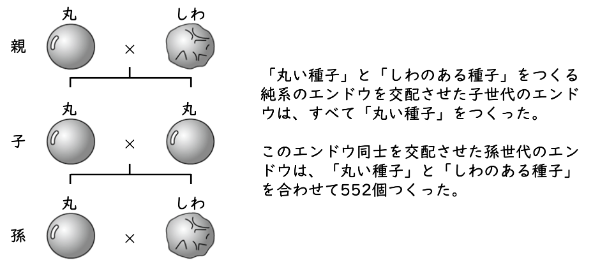 遺伝 Ict教材eboard イーボード